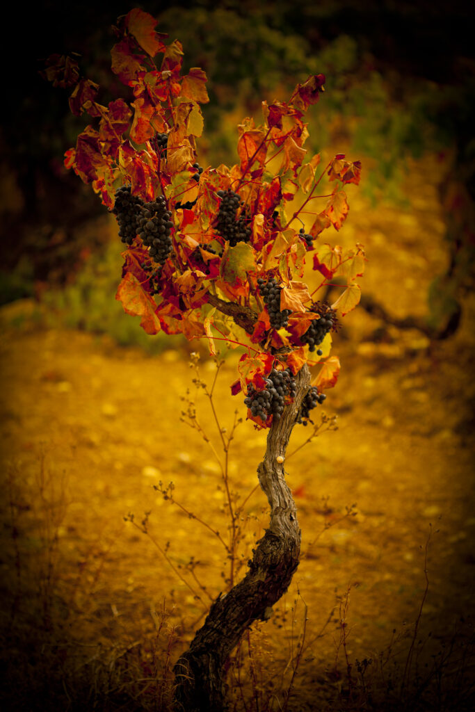 Cepa velha de Baga na Bairrada, origem das uvas do Monte Cascas Vinha do Quinto 2016. Vinhas de mais de 40 anos em solos argilo-calcários, produzidas por Hélder Cunha, expressando o terroir clássico e atlântico da região.
